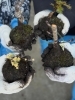 「川口の元気夢ワーク🌼」