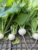「かぶの収穫🫜」