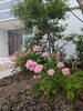 「紫陽花が咲いています！！」