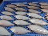 「📣本日のお魚情報🐟」