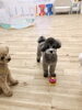 ぷっかくん　私じゃなくてベル見てね「ましゅまろ幼稚園　^o^」