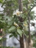 沙羅双樹の花が咲いて参りました 葛城市近鉄新庄駅すぐ 葛城山ふもと 柿本山 影現寺のニュース まいぷれ 橿原