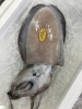 「魚魚市場鮮魚コーナーおすすめは「ギンガメアジ」です♪」