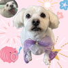 「Dog salon mofu mofu　余市町」