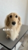 「今日のトリミングのわんちゃんたち」