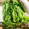 「春の味覚「菜花」が入荷しましたよ～♪」