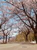 「桜咲く🌸」