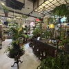 【開店】小倉北区篠崎に、観葉植物とカフェ・雑貨の店「Bhūmi（ブーミ）」がオープン！