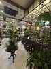 観葉植物が並ぶBhūmiの店内