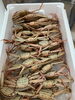「鮮魚パックいろいろ販売中‼️〆鯖も販売致します🐳」