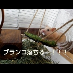 ハムスターブランコに乗ってみた！おもしろ可愛いハムスターcute funny hamster Swing　＃21