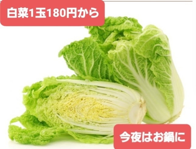 お鍋にトロトロ白菜たっぷり使えます！「朝とれたて⭐ブロッコリー⭐お買い得‼️大府市/野菜直売」