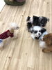 「パピーパーティー　^o^」
