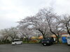 「権現山に花見に行きました。」