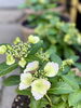 早咲きの紫陽花「本日の境内の様子です」