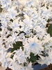アジサイ　グリッター「母の日にも！アンティークカラーやくすみカラーの花鉢。。。おしゃれです！ピンクやブルーのアジサイだけじゃない！」