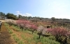 鹿児島県立 吉野公園 お花見するならココ 鹿児島市 日置市の桜特集 まいぷれ 鹿児島 日置 鹿児島県立 吉野公園 お花見するならココ 鹿児島市 日置市の桜特集 まいぷれ 鹿児島 日置