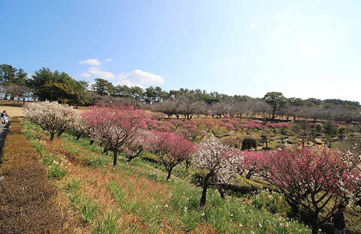 鹿児島県立 吉野公園 お花見するならココ 鹿児島市 日置市の桜特集 まいぷれ 鹿児島 日置