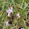 風蘭 交配選抜品種  煌花(きよか)