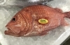 「魚魚市場鮮魚コーナーおすすめは「ビンチョウマグロ」です♪」