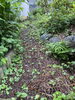 施工前「庭の雑草対策。横浜市、磯子区、金沢区、植木、造園、庭のご相談は庭一」