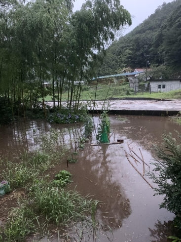 ここは家の横の畑です。「初めての浸水。」