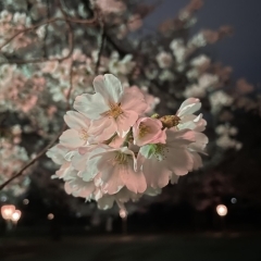 2022年満開の夜桜散歩♪　地元のお花見スポットで桜を見上げて元気をチャージ【埼玉県鴻巣市】
