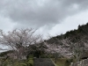 湖南市　石部　「湖南市　桜」