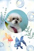 「Dog salon mofu mofu　余市町」