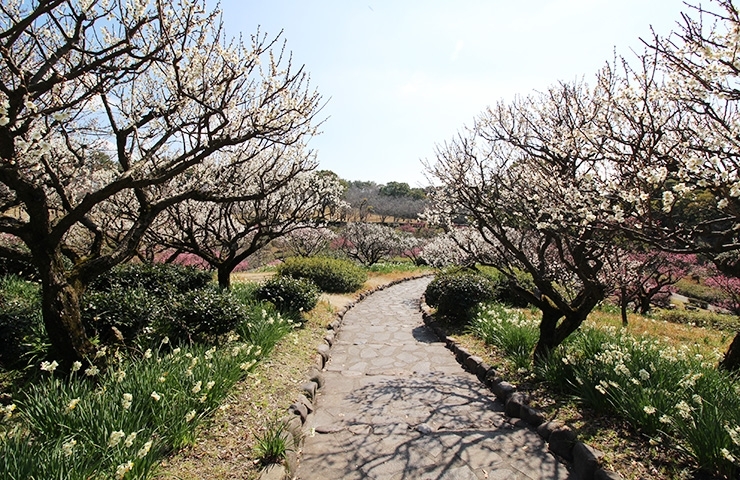 鹿児島県立 吉野公園 お花見するならココ 鹿児島市 日置市の桜特集 まいぷれ 鹿児島 日置