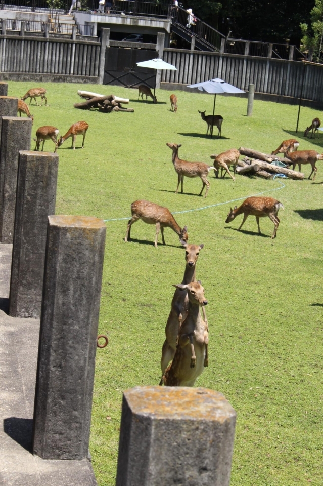 赤ちゃん鹿 大集合 子鹿公開イベントに行ってきました 奈良ですョ 鹿さん特集 まいぷれ 奈良