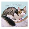 「✿里親飼主募集！保護猫のご案内✿ 譲渡会/犬猫譲渡会/子猫/仔猫/狭山湖動物霊園/ダイくん」