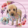 「Dog salon mofu mofu　余市町」