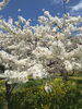 「　桜」