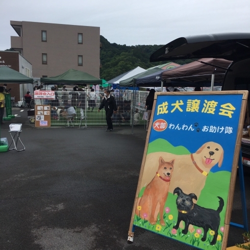 たくさんの方がお見えになりました！「保護犬譲渡会を行いました(^▽^)」