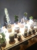 八王子スカイホテル1階、802PLANTS SHOP！塊根植物 グラキリス