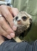 ミーアキャット「とっても人懐っこいミーアキャットの男の子が仲間入り！」