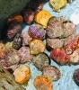 「西海物産館 魚魚市場鮮魚コーナーおすすめ商品は「イカ・キアラカブ・大鯛の切り身」です♪」