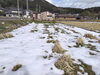葉えお刈り取った写真「冬の真菰（まこも）田んぼから春への準備が始まっています」