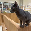 Cat Cafe MOFF コクーンシティさいたま新都心店 ネコカフェ　猫カフェ