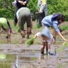 加茂米 田植え体験イベント