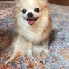 おじさん座り