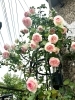 「お店のバラが満開になりました」