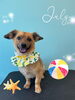 「お友達♡ Dog salon mofu mofu 余市町」