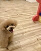 今から跳ぶよ〜　楽しそうな笑顔　♡「ましゅまろ幼稚園　^ - ^」