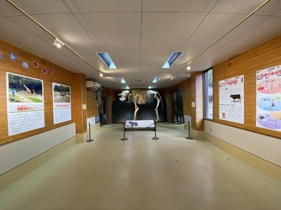 アジアゾウの全身骨格も常設展示中「干支展「ウシの魅力をギュウギュウ詰め！」」