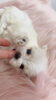 もうすぐ募集です「わんこと暮らす♡」