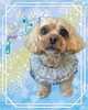 「Dog salon mofu mofu　余市町」