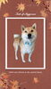 「Dog salon mofu mofu　余市町」