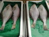 「📣本日のお魚情報🐟」